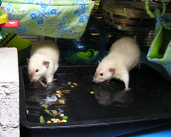 rats fishing for peas