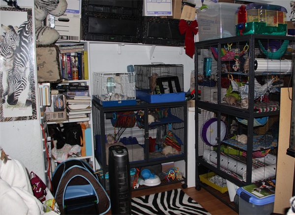 ravencharm rattery rat room with midwest critter nation cage