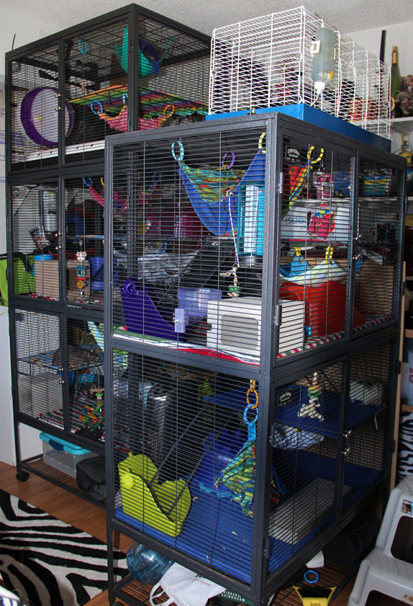 ravencharm rattery rat room with midwest critter nation cage