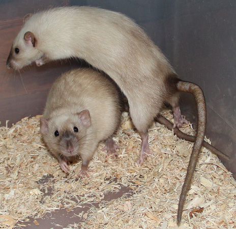 two siamese rats