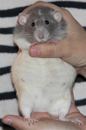 blue variegated pregnant
