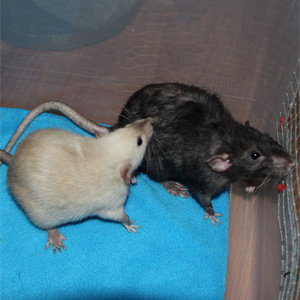 black eyes siamese and self black velveteen dumdos