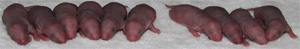 0 day old newborn baby rats