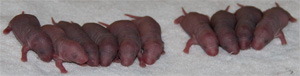 1 day old baby rats