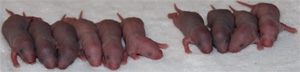 2 day old baby rats