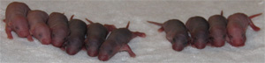 3 day old baby rats