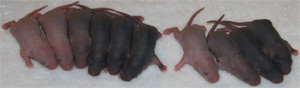 5 day old baby rats