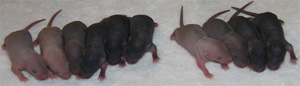 6 day old baby rats