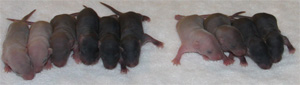 7 day old baby rats
