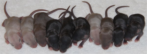 8 day old baby rats