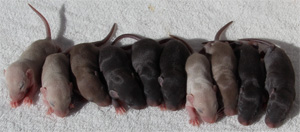 9 day old baby rats
