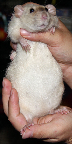 black eyed siamese pregnant