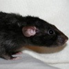 black rex dumbo rat