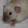 black eyed siamese dumbo rat