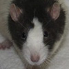 Black Blazed Variegated rat