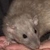 Russian Blue Burmese Dumbo 140191/M