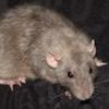 Russian Blue Burmese Dumbo 130000/F