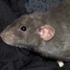 Russian Blue Irish Rex Dumbo 140186/M