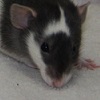 black variegated dumbo rat