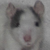 Black dalmatian rat