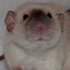 black eyed siamese dumbo rex rat
