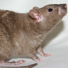 busmese rex rat
