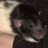 Black Variegated Dumbo 140192/M