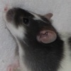 black variegated rat