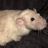 Russian Blue Black-Eyed Siamese Dumbo 140189/M