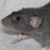 Russian Blue Irish Rex Dumbo 11RAVN0102/01F