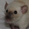 black eyes siamese dumbo rat