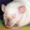 himalayan rex dumbo rat