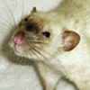 black eyed siamese dumbo rat female