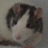 Black bareback rat 12RAVN0044/04M