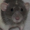 blue variegated rat