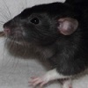Black Variegated Berkshire Dumbo rat