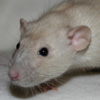 russian blue point siamese rat