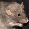 Russian Blue Burmese Rex Dumbo 140195/F