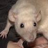 Russian Blue Black-Eyed Siamese Dumbo 140190/F