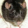 mismarked black hooded rat