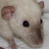 black eyed siamese dumbo rat