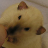 black eyed siamese dumbo rat