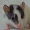 black dalmatian rat 13RAVN0002/01F