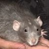 Russian Blue Berkshire Dumbo 140188/M