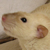 black eyed siamese dumbo rat