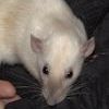 Russian Blue Black-Eyed Siamese Dumbo 140205/F