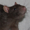 Mink self rat