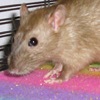 burmese self rat