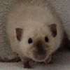 siamese dumbo rex rat 13RAVN0001/10M